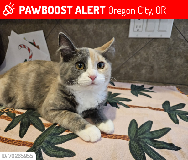 Lost Female Cat last seen Nutmeg , Oregon City, OR 97045