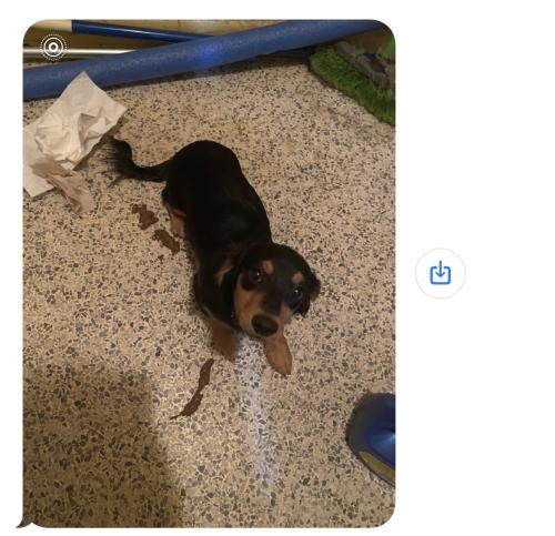 Lost Male Dog last seen Matanzas and Ivy st, Tampa, FL 33607
