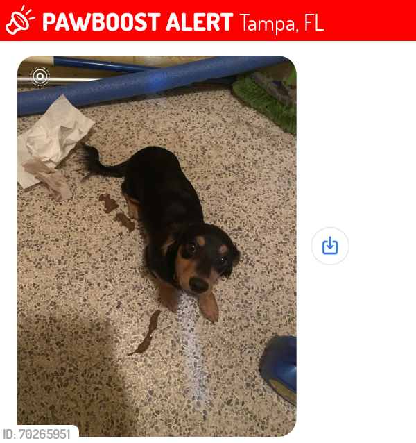 Lost Male Dog last seen Matanzas and Ivy st, Tampa, FL 33607