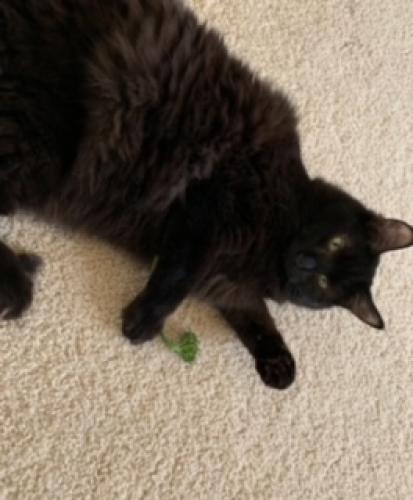 Lost Female Cat last seen 107th Street and Copeland Street, Portland, OR 97229