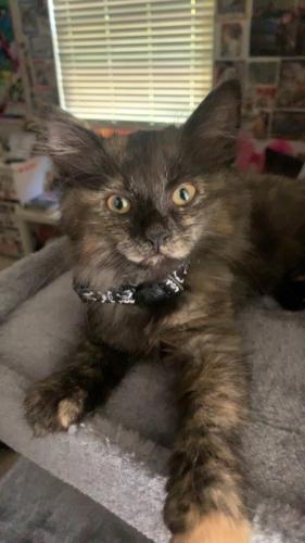 Lost Female Cat last seen Around 70th Ave just off of 200th street , Langley Township, BC 