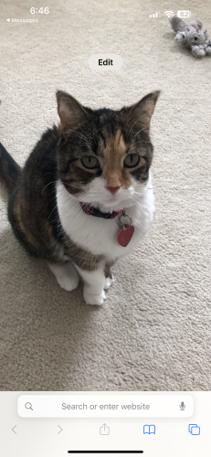 Lost Female Cat last seen Bach Buxton/Shayler, Union Township, OH 45103