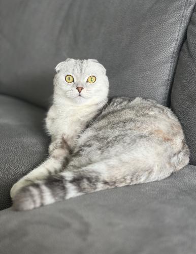 Lost Female Cat last seen 193rd street and Collins avenue , Sunny Isles Beach, FL 33160