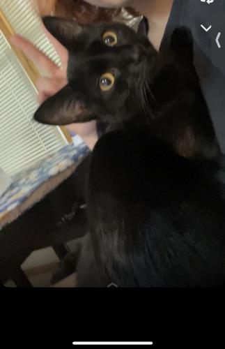 Lost Female Cat last seen 35th Ave N and Flag Ave N new hope MN, Minneapolis, MN 55427