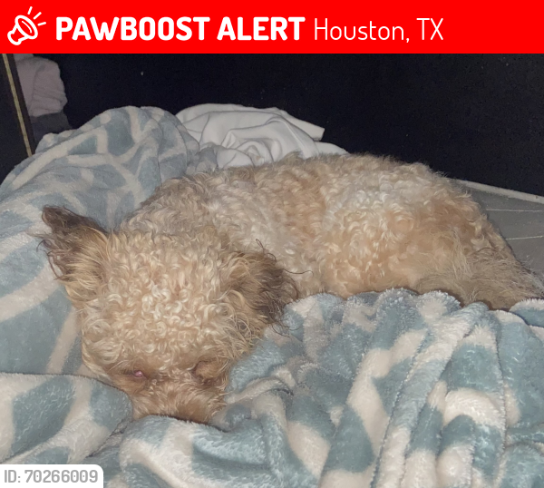 Lost Male Dog last seen Windfern by Fox & Wolfe, Houston, TX 77040
