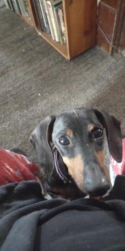 Lost Female Dog last seen Walnut Creek Dr and Beacontree Dr, Columbus, OH 43224