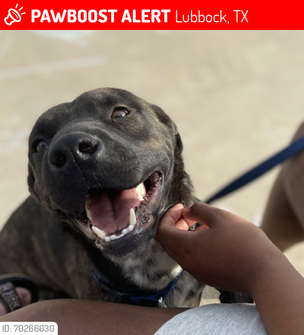 Lost Female Dog last seen Indiana Ave , Lubbock, TX 79415