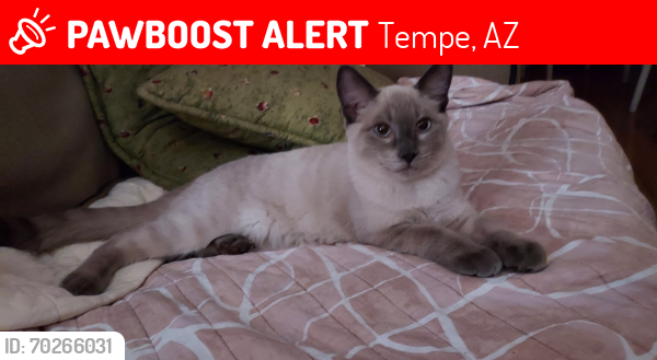 Lost Male Cat last seen 13th st and Hardy Tempe 85281, Tempe, AZ 85281