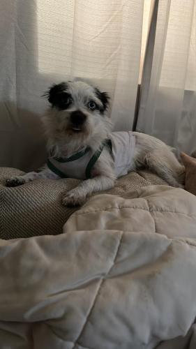 Lost Male Dog last seen Detroit ave and Grinnell st, Lubbock, TX 79415