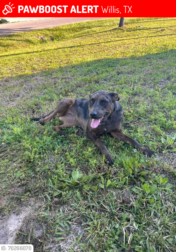 Lost Female Dog last seen Indian forest, Willis, TX 77378