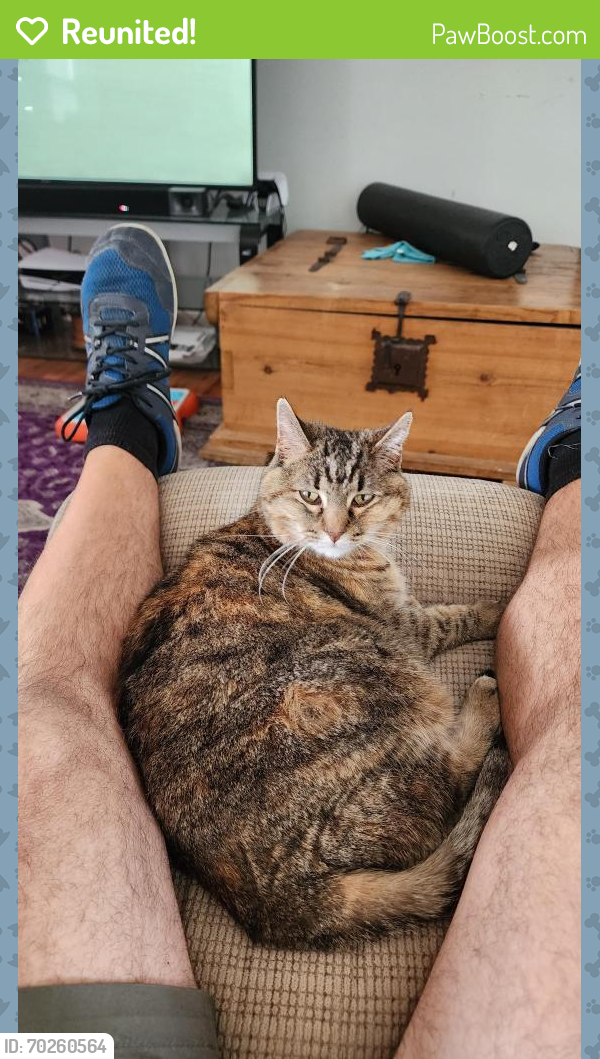 Reunited Female Cat last seen South Clay St and West Mississippi Ave, Denver, CO, Denver, CO 80219