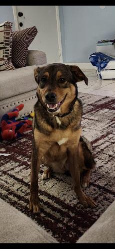 Lost Female Dog last seen Quail Glen Neighborhood, Missouri City, TX 77489