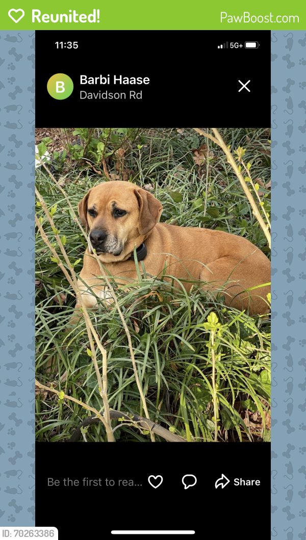Reunited Female Dog last seen Off Poinsett Hwy in North Parker area, Greenville, SC 29601