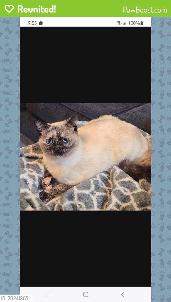 Reunited Female Cat last seen Florida and homedale, Caldwell, ID 83607