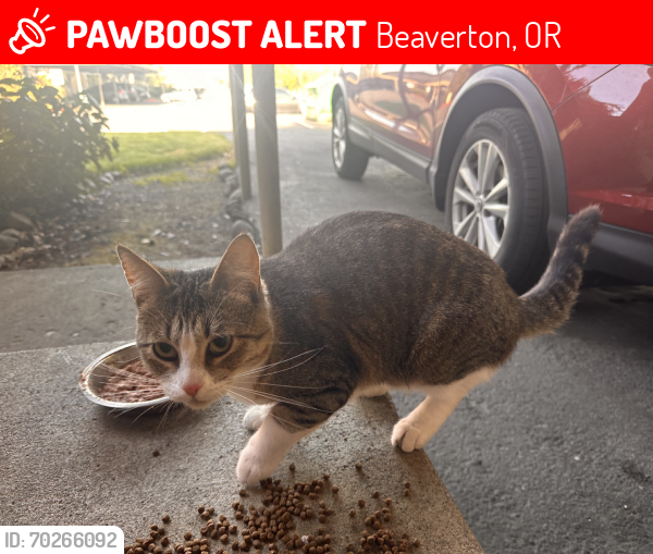 Lost Female Cat last seen Lombard and Iron Horse Lane, Beaverton, OR 97008