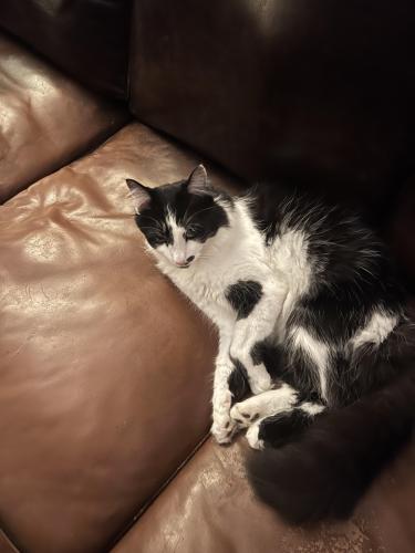 Lost Male Cat last seen Lazy lane and possibly Coventry place.  , Keller, TX 76262