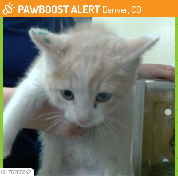 Shelter Stray Male Cat last seen Near BLOCK N SCRANTON ST, DENVER CO 80239, Denver, CO 80223