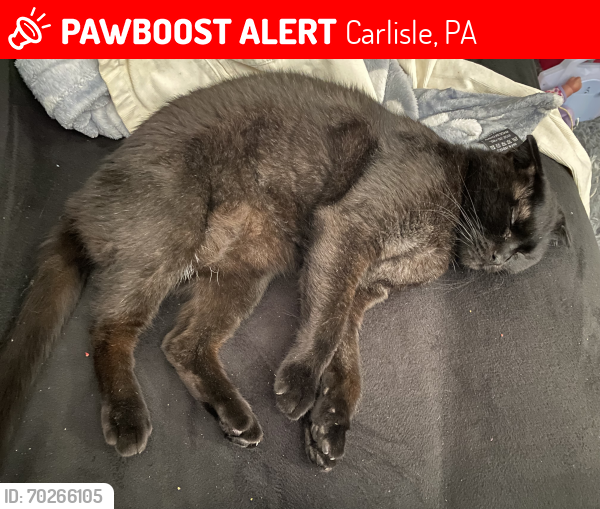 Lost Female Cat last seen West North & Penn Street , Carlisle, PA 17013