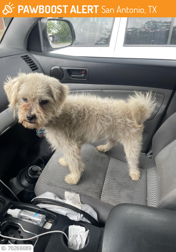 San Antonio, TX Stray Male Dog Found Near Las palmas pet clinic PawBoost