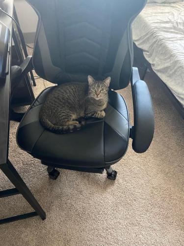 Lost Male Cat last seen In his  on Magee Bend, 78749, Austin, TX 78749