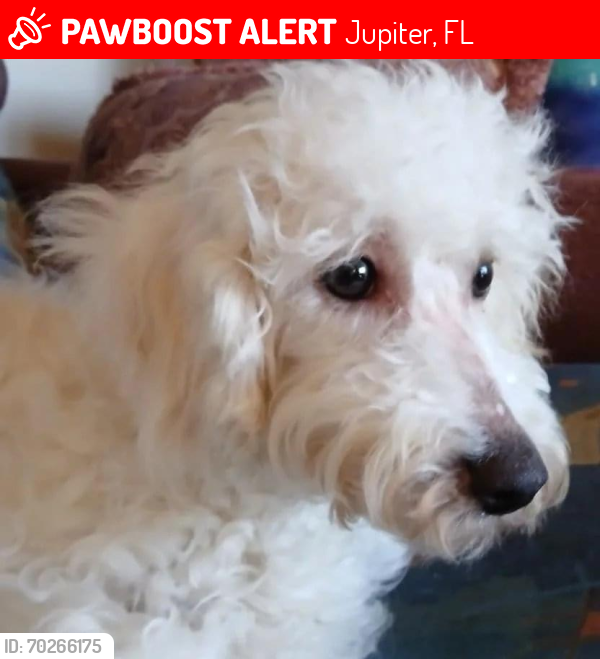 Lost Female Dog last seen Ocean Way & US 1 heading South, Jupiter, FL 33477