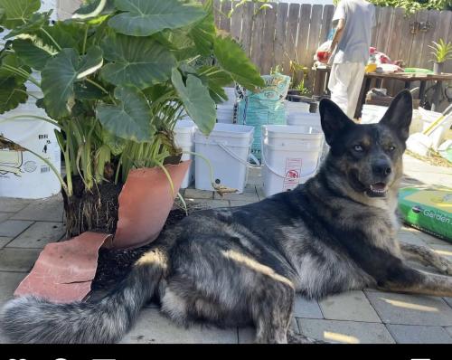 Lost Male Dog last seen Near San Onofre Ter Sản Diego CA 92114, San Diego, CA 92114