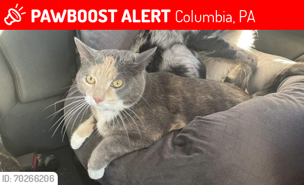 Lost Female Cat last seen Dollar general , Columbia, PA 17512