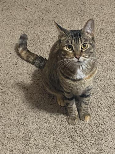 Lost Female Cat last seen Rock Quarry Village, Columbia, MO 65201