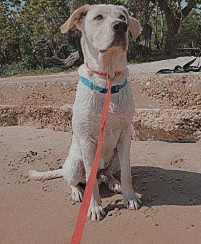 Lost Male Dog last seen Fagan dr, Hammond, LA 70403