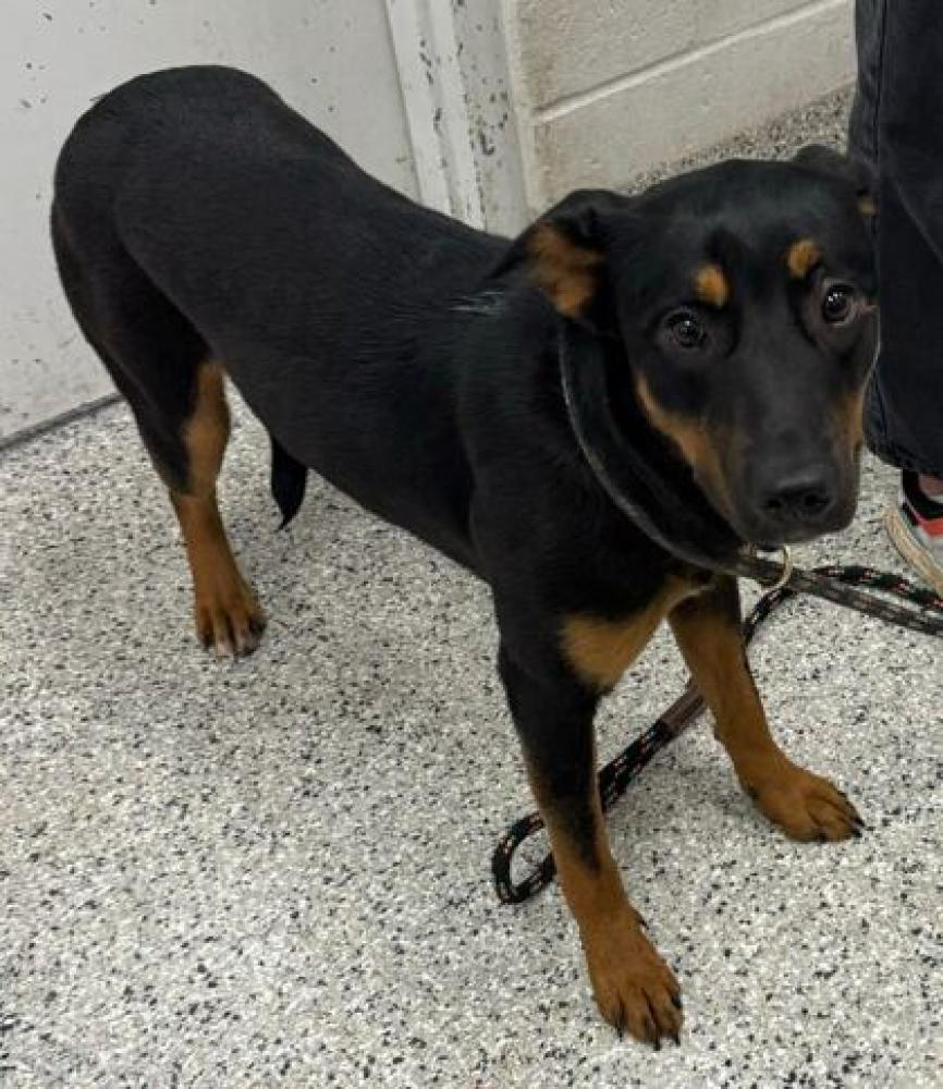 Shelter Stray Female Dog last seen Near East 96th Ter KCMO 64134, 64134, MO, Kansas City, MO 64132