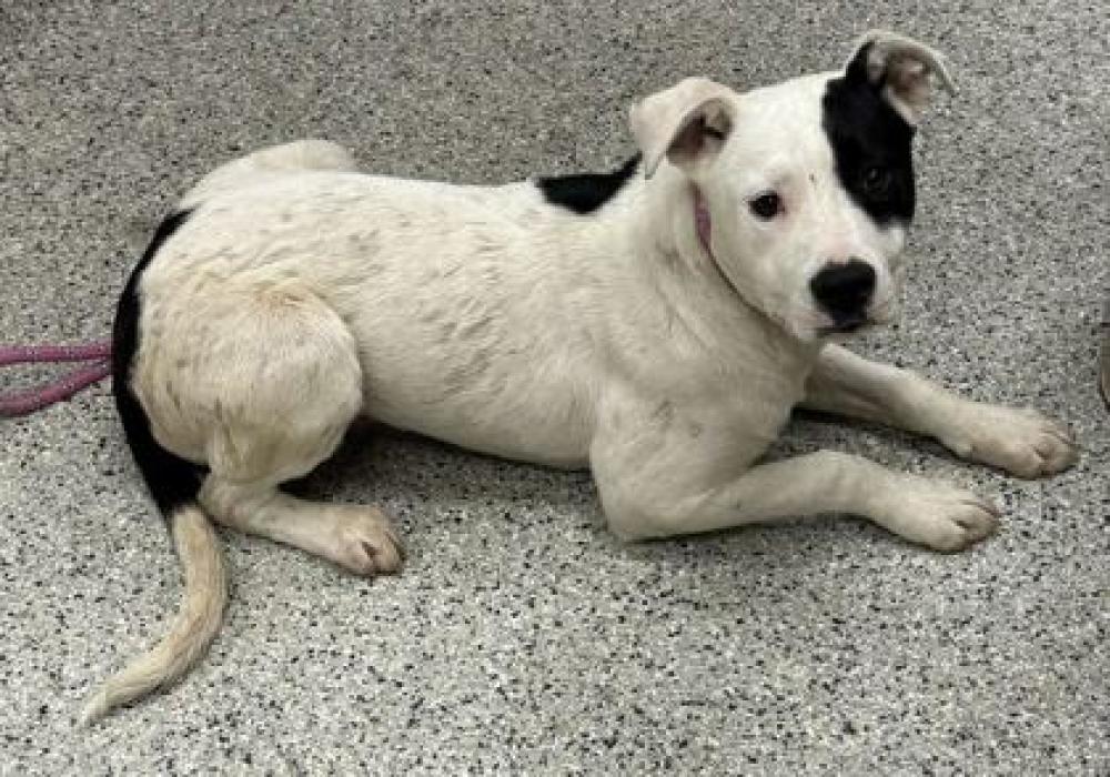 Shelter Stray Male Dog last seen Near N Wheeling Ave, 64123, MO, Kansas City, MO 64132