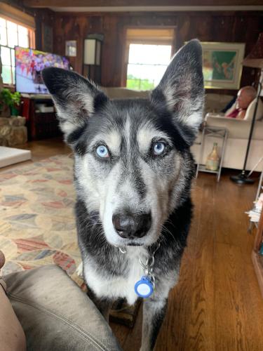 Lost Male Dog last seen S Guernsey Rd at East Avondale Rd, West Grove, PA 19390