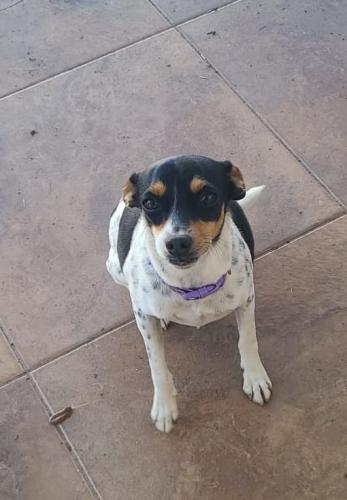 Lost Female Dog last seen Jackson Road and Hall Acres, Pharr, TX 78577