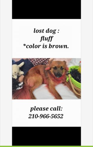 Lost Male Dog last seen Timbercreek Dr San Antonio , San Antonio, TX 78227