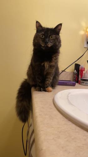 Lost Female Cat last seen Last seen around 70th ave just off of 200th street, Langley Township, BC 