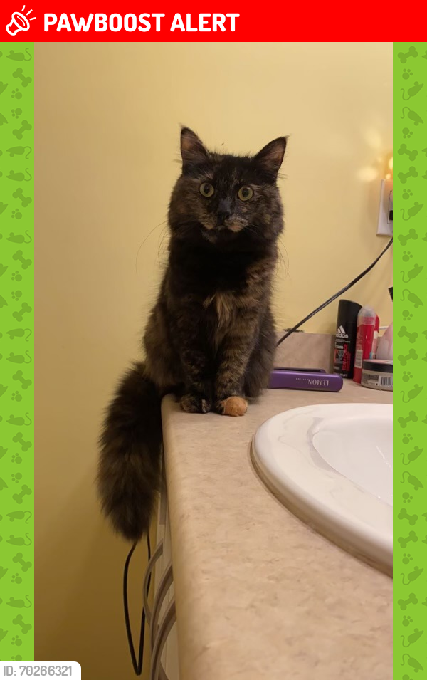 Lost Female Cat last seen Last seen around 70th ave just off of 200th street, Langley Township, BC 