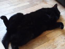Lost Male Cat last seen Elizabeth St, Lansing, MI 48912