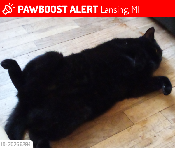 Lost Male Cat last seen Elizabeth St, Lansing, MI 48912