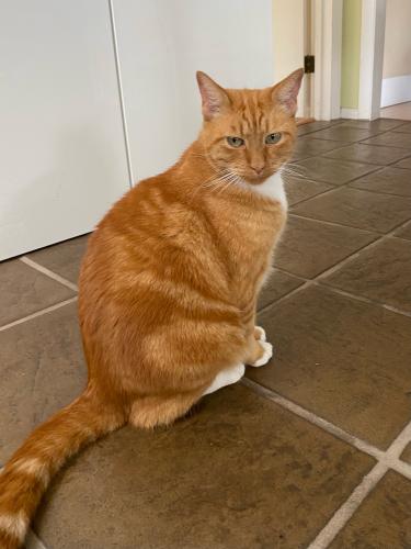 Lost Male Cat last seen Richmond St and Pennsylvania Ave, San Diego, CA 92103