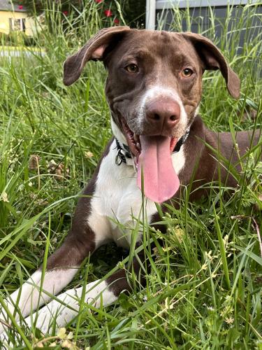 Lost Female Dog last seen Fort Eisenhower Exchange, Augusta, GA 30905