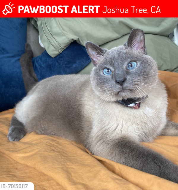Lost Male Cat last seen Joshua Tree Lake Bed, Joshua Tree, CA 92252
