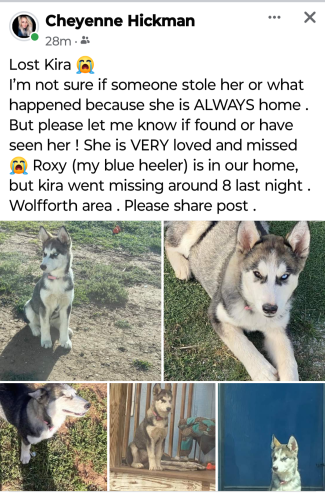 Lost Female Dog last seen Wolforth tx, Wolfforth, TX 79382