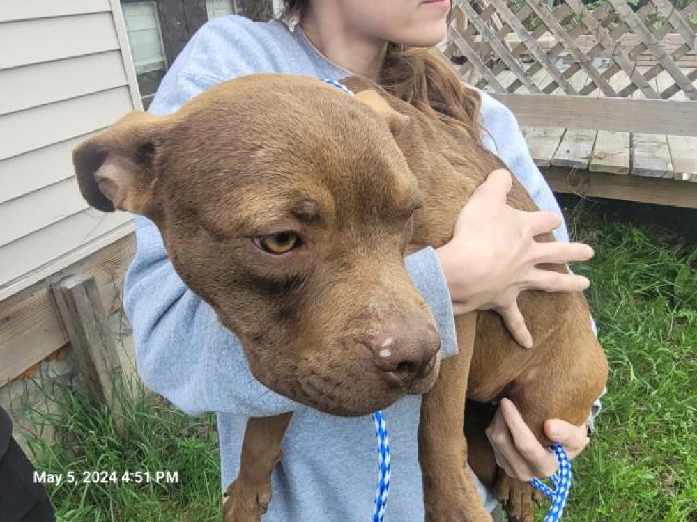 Shelter Stray Female Dog last seen Near BLOCK MARLBOROUGH ST, DETROIT, MI 48215, Detroit, MI 48211
