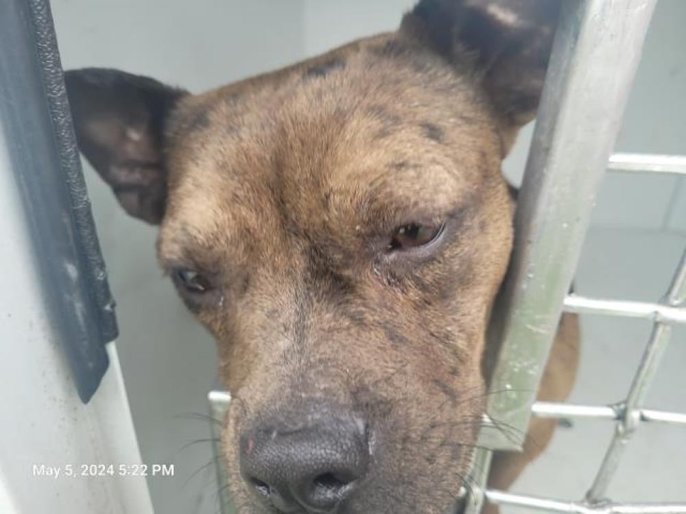 Shelter Stray Female Dog last seen Near BLOCK MARLBOROUGH ST, DETROIT, MI 48215, Detroit, MI 48211