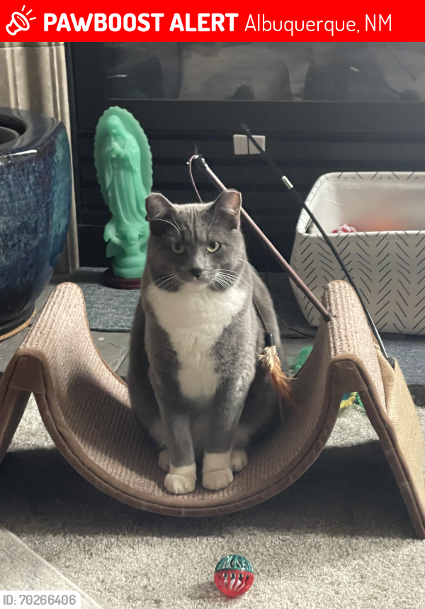 Lost Female Cat last seen Las Mananitas apartments/neighborhood off Coors blvd nw and Montano nw in Taylor Ranch area, Albuquerque, NM 87120