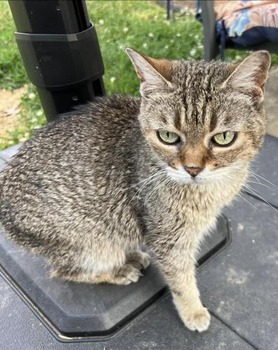 Lost Female Cat last seen Chapelhill Dr near Chapelview Ct or Timely Ter. , Cincinnati, OH 45233
