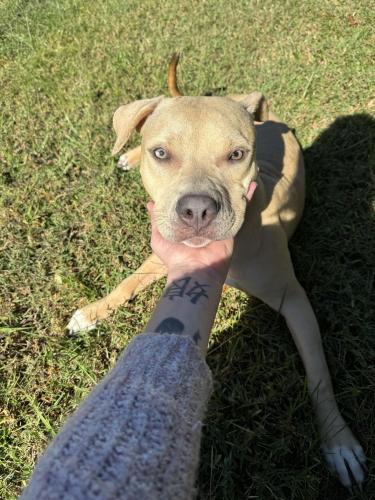 Lost Female Dog last seen Citrus Springs / with Lacoochee Trail, Citrus Springs, FL 34434