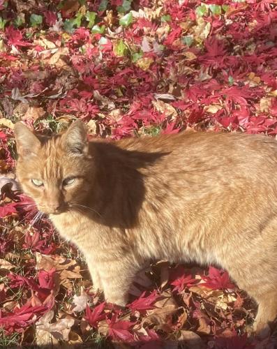 Lost Male Cat last seen Cross st Asharoken Blvd, Bay Shore, NY 11706