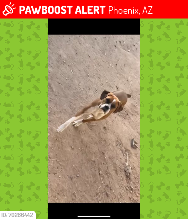 Lost Female Dog last seen 83rd & Indian school N 80th Ave , Phoenix, AZ 85037
