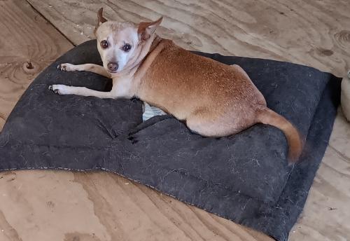 Lost Female Dog last seen La Porte,  texas, La Porte, TX 77571
